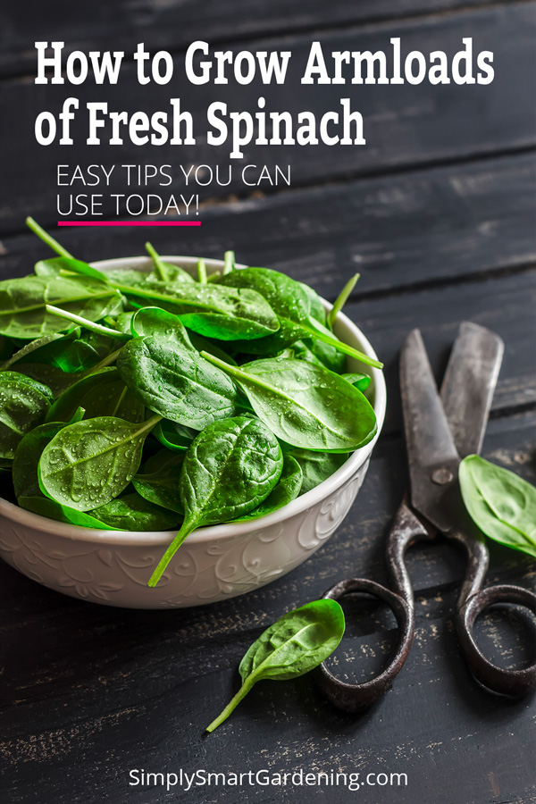 Step-by-Step Guide to Growing and Spacing Spinach in Your Square Foot Garden