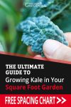 a close up of a kale leaf with text overlay growing kale in a square foot garden