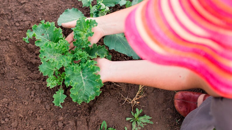 a woman tending kale in her raised bed garden