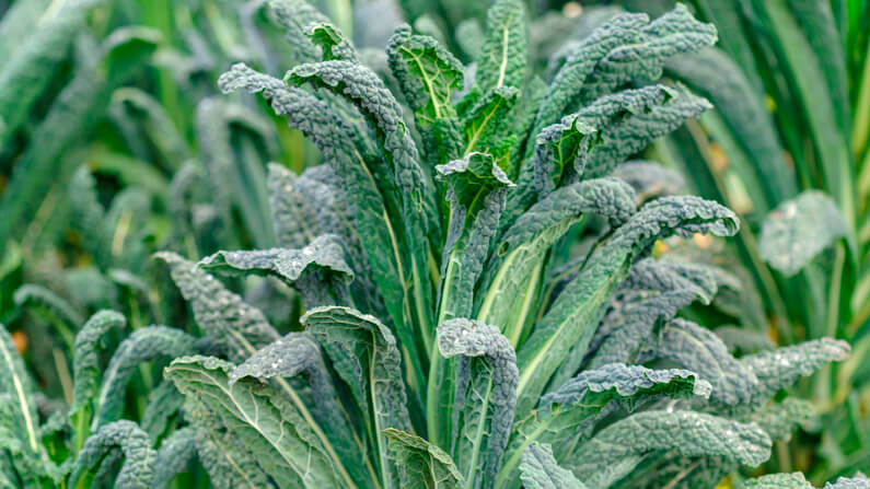close-up of a tuscan kale plant