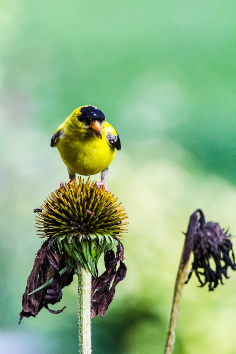 A goldfinch on a coneflower eating seeds in October.