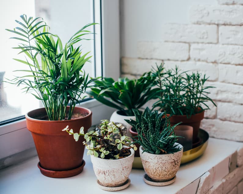 A group of houseplants near a window in October.