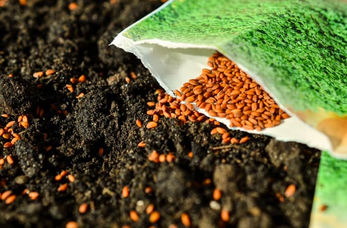 gardener shaking seeds out of seed packet onto soil