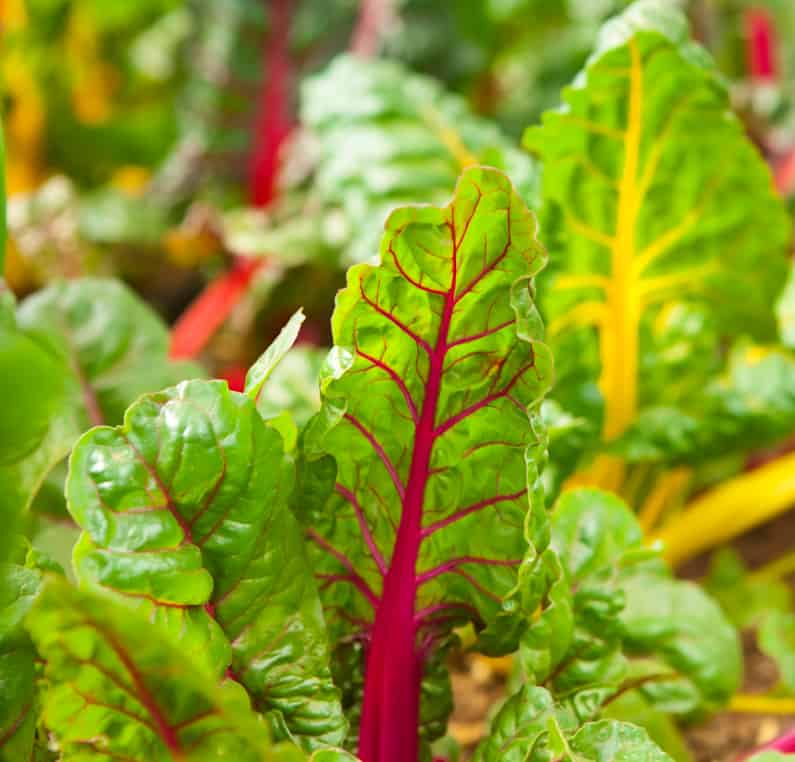 colorful, rainbow chard