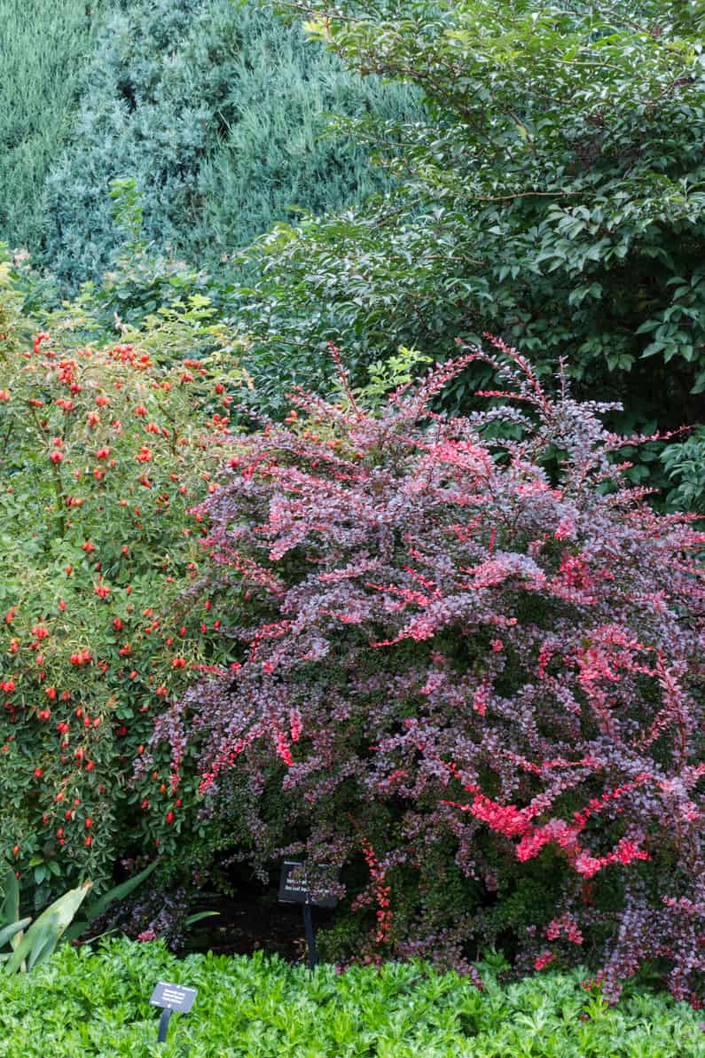 A beautiful flower garden in October.