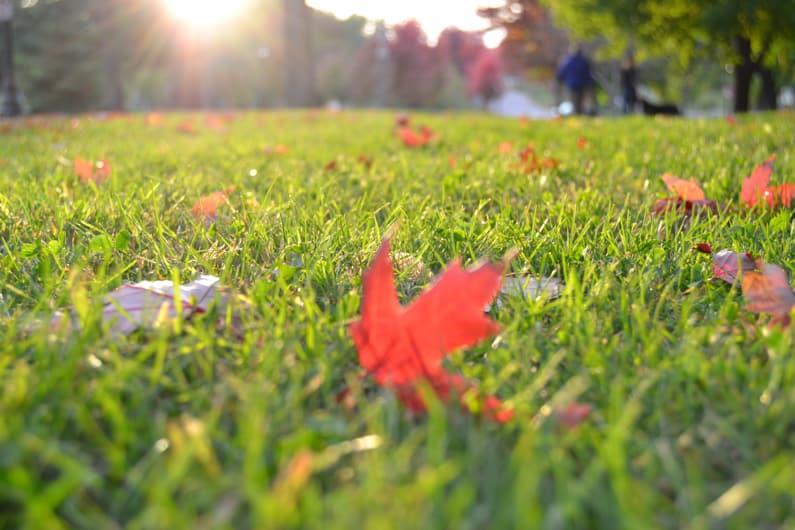 Leaves on a lawn in October.