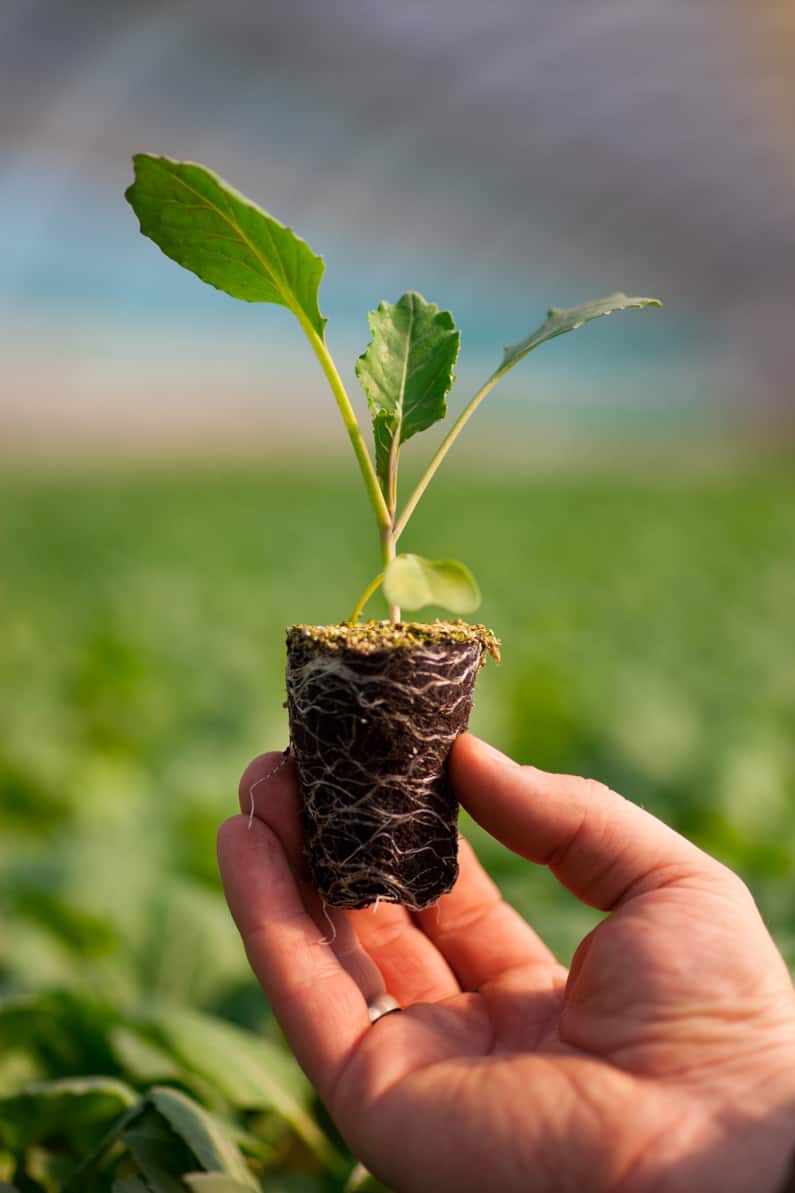 gardener holding a seedling with its roots exposed