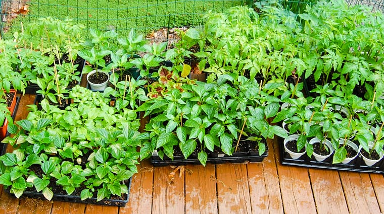 a large collection of transplants on a porch