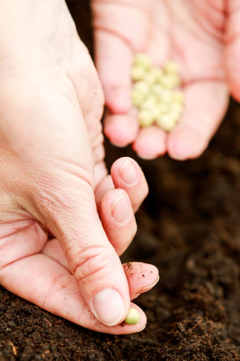 a woman planting seeds in her garden