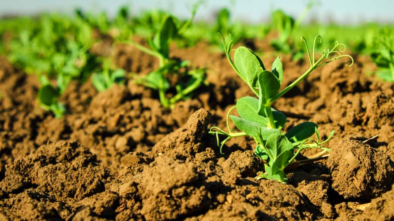 pea shoots in a garden