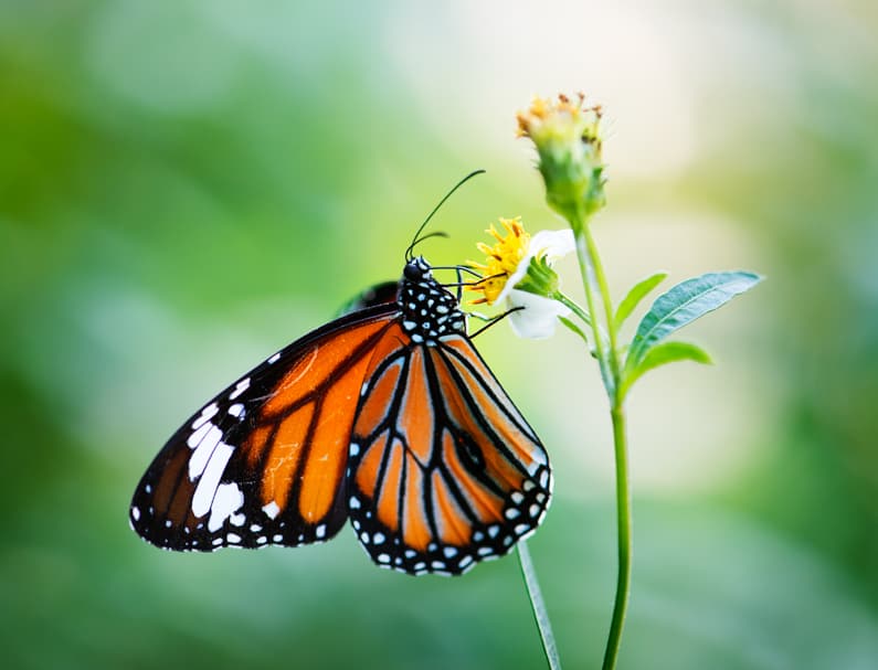 monarch visiting a flower