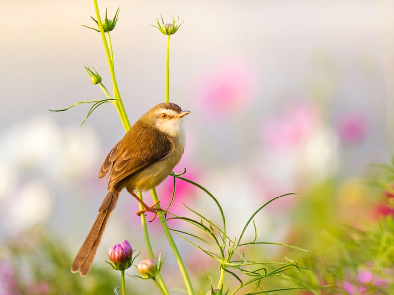 small bird perched on a flower in a June garden