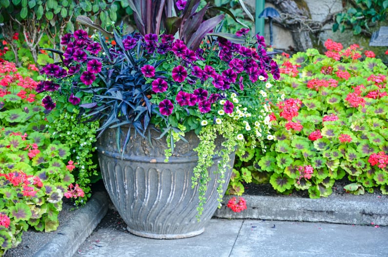 colorful container garden