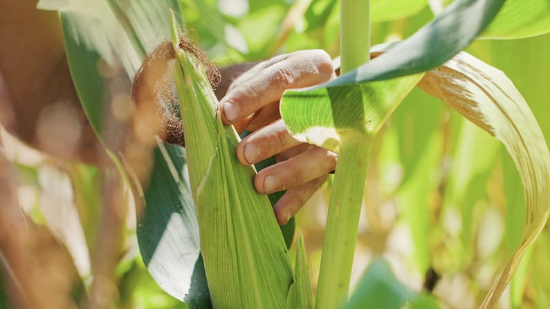 man harvesting corn in his july garden