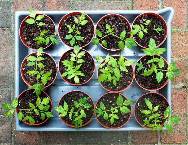 seedlings in a tray, watering from the bottom