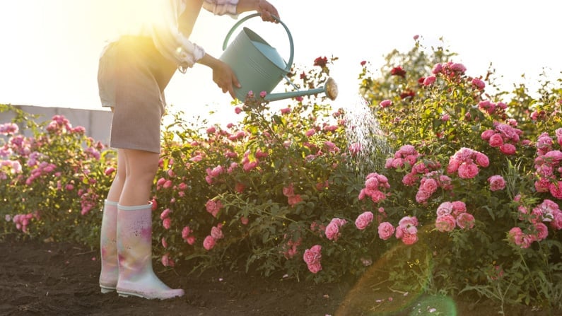 woman watering her flower garden in July