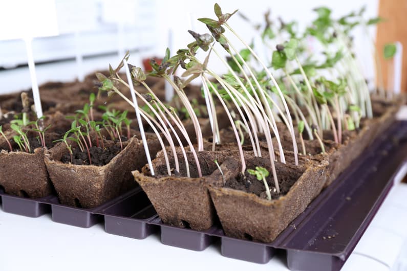 Leggy Seedlings: What Causes Them and How to Fix Them