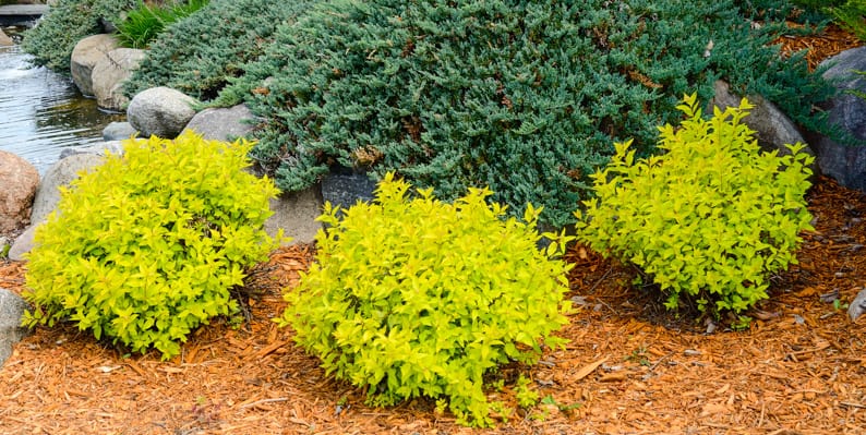 small shrubs surrounded by wood mulch