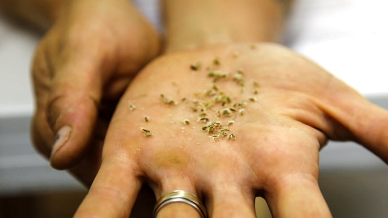 carrot seeds in a woman’s hand