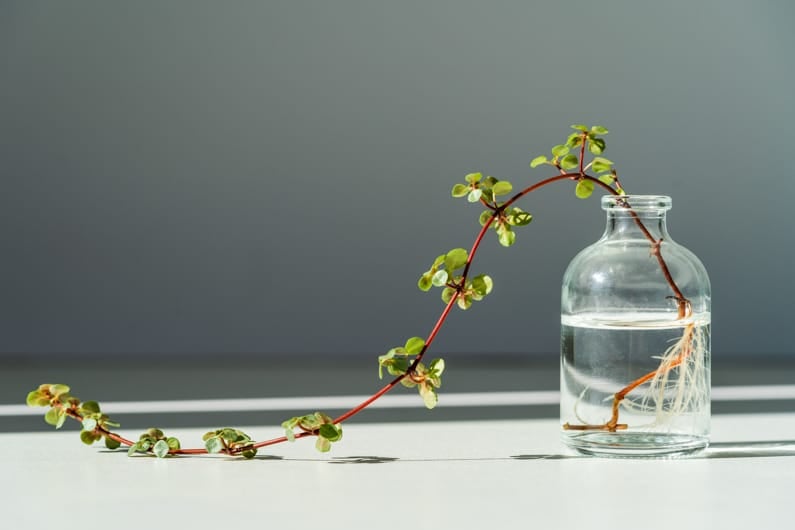 houseplant rooting in a clear jar