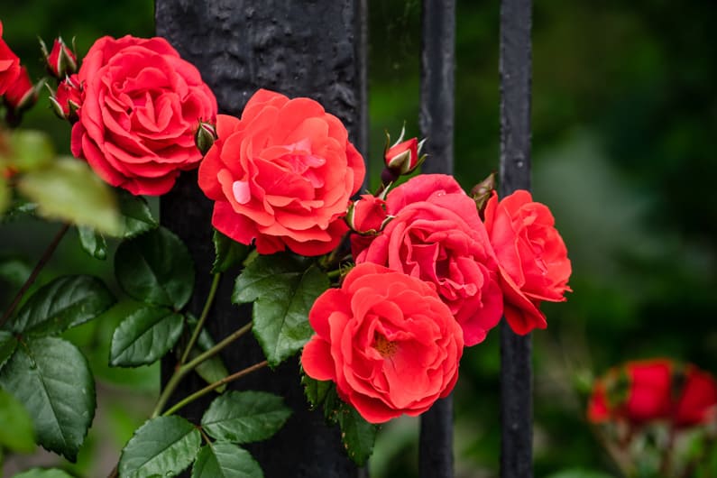 rose bushes in a July garden