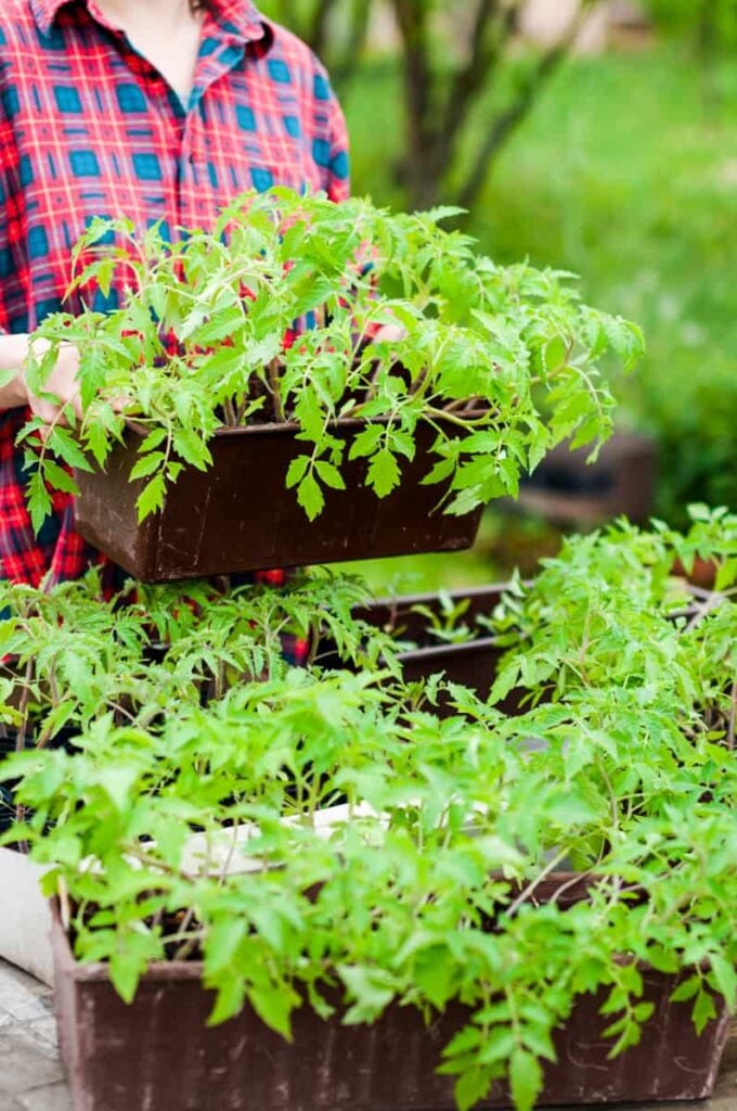 woman holding tomato transplants