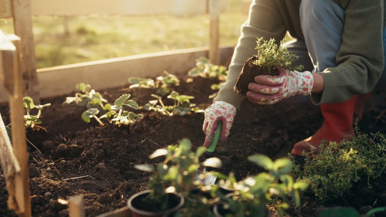 woman planting in her June garden