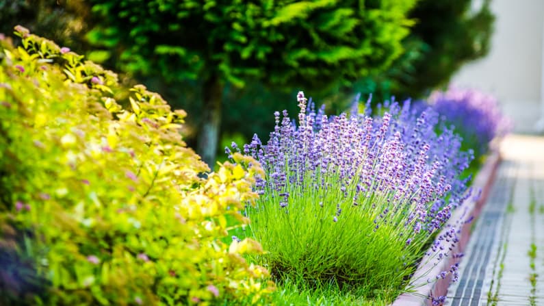 beautiful july garden border