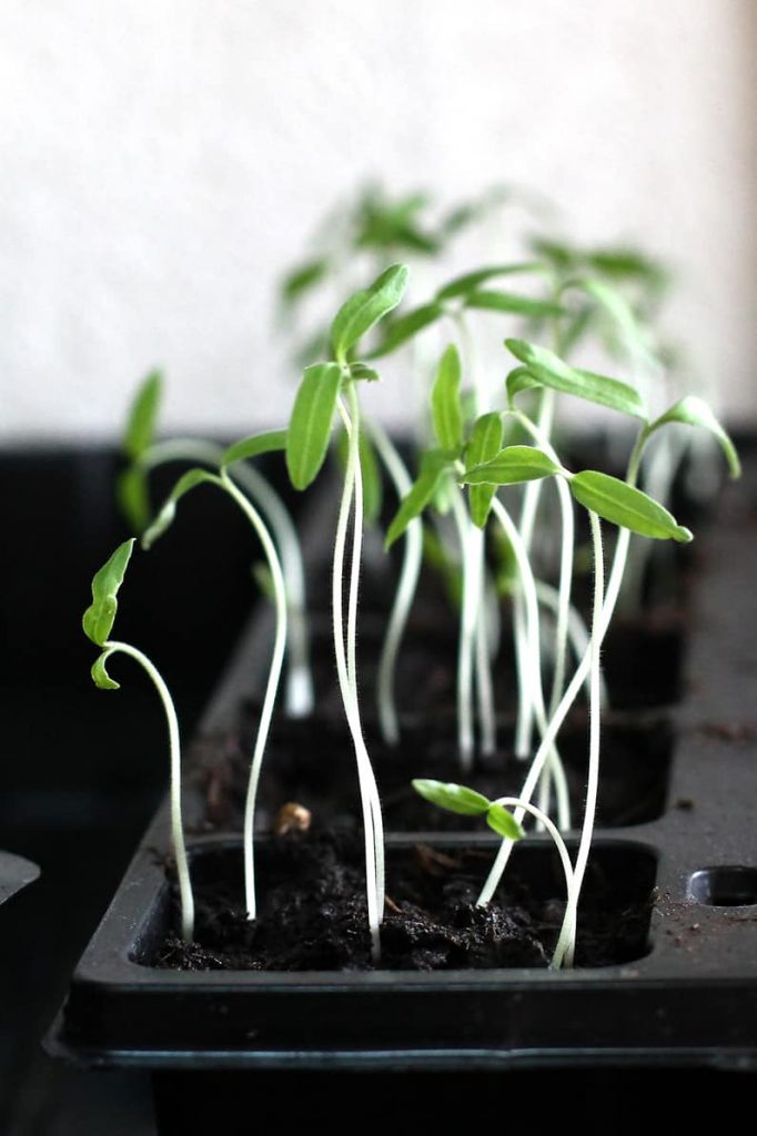 spindly, leggy tomato seedlings crowded in a pot