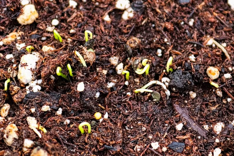 seeds germinating in a garden