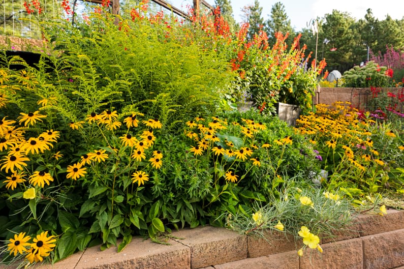 perennial flower bed acts as a living mulch and prevents weeds