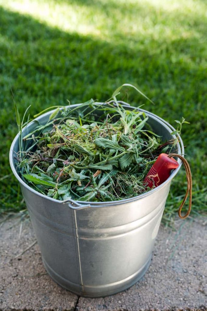 bucket filled with weeds
