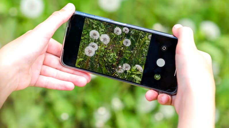 woman holding phone up to identify dandelions