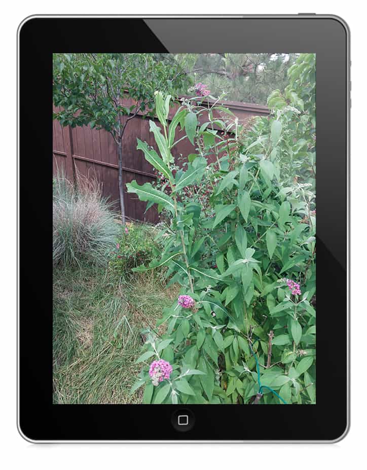 how-to-use-google-lens-to-identify-plants-quick-easy-free-id-flowers-trees-and-weeds