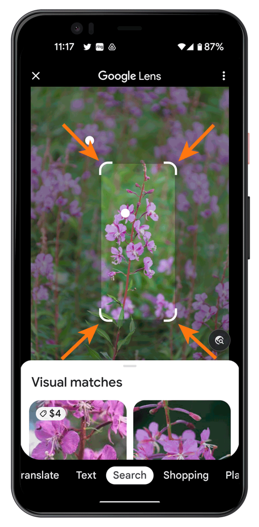 wildflower, fireweed being ID’d using google lens on an android phone