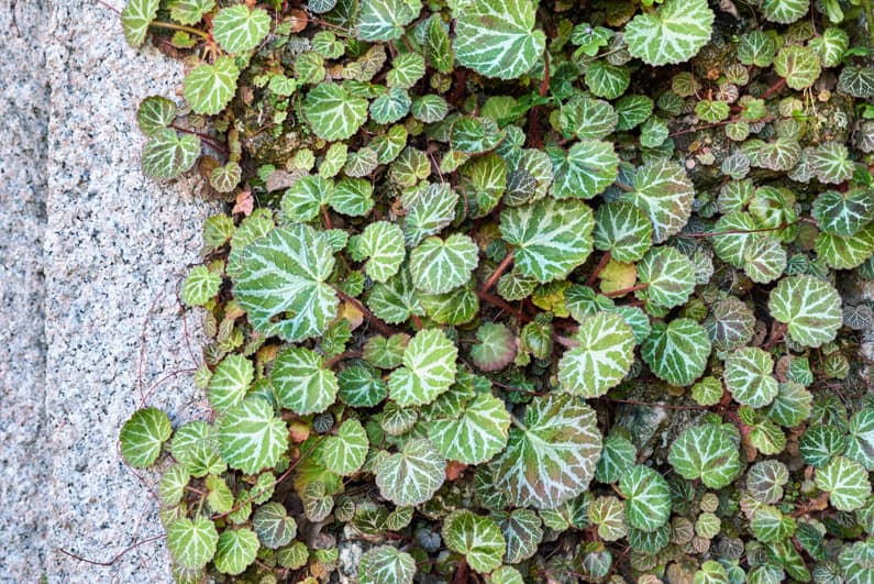 perennial groundcover growing in a garden