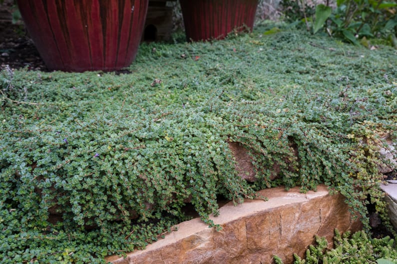 flower garden with thyme planted in the pathways