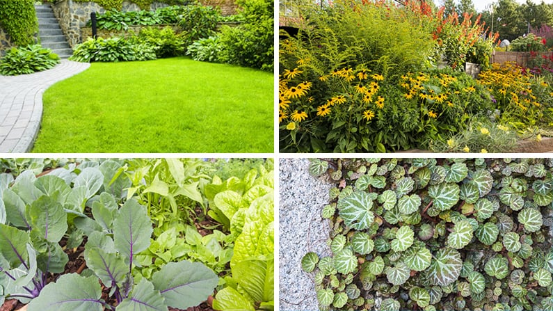 a collage of living mulches in gardens