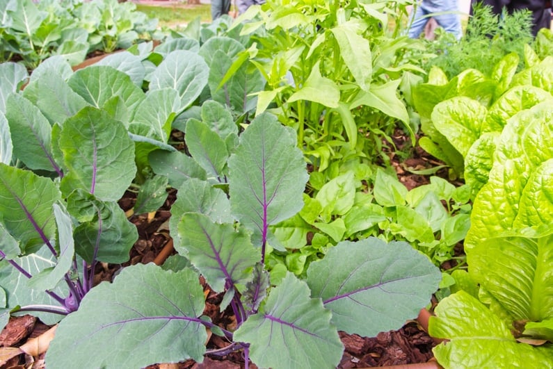 square foot garden with no weeds