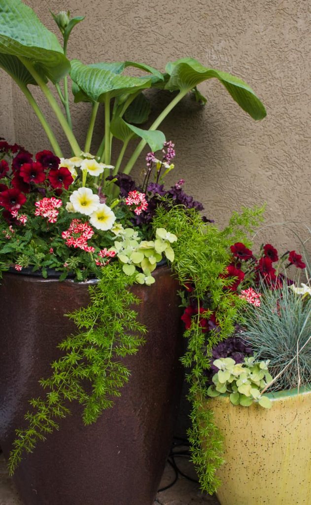 annual plants growing in containers in May