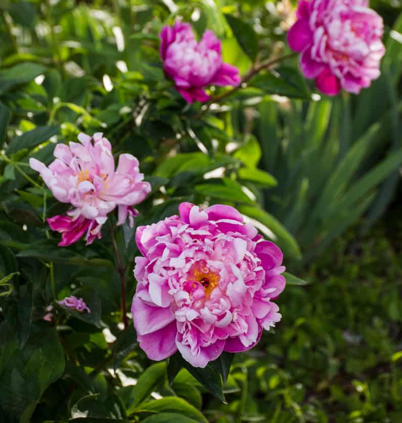 pink peonies growing in a perennial garden in May