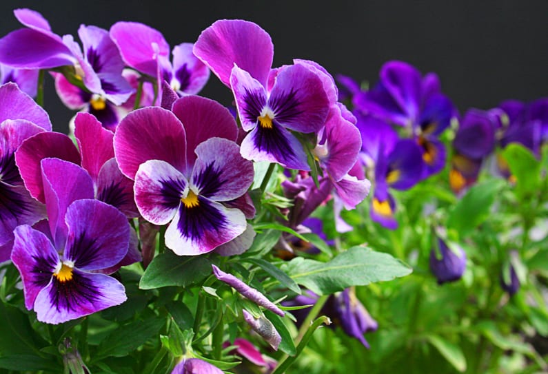 Purple violas planted in a sunny garden in April