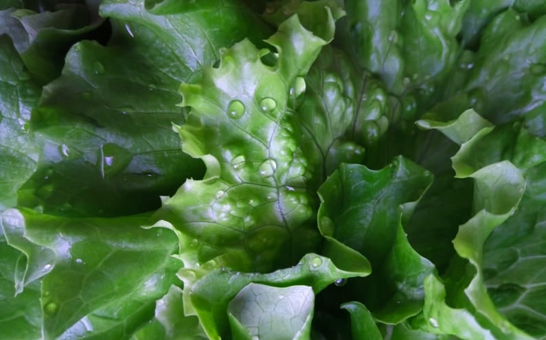 leaf lettuce growing in an April garden