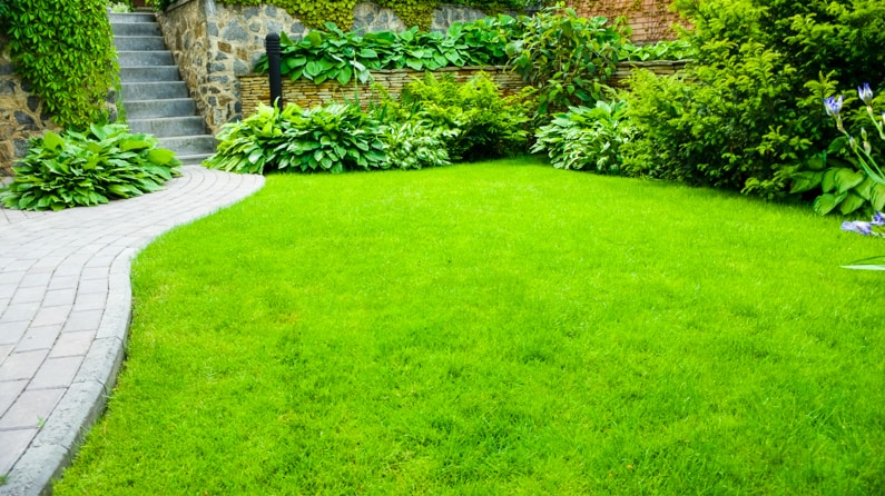 a thick healthy, weed-free lawn
