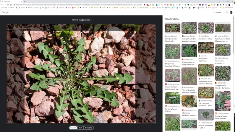 how-to-use-google-lens-to-identify-plants-quick-easy-free-id-flowers-trees-and-weeds