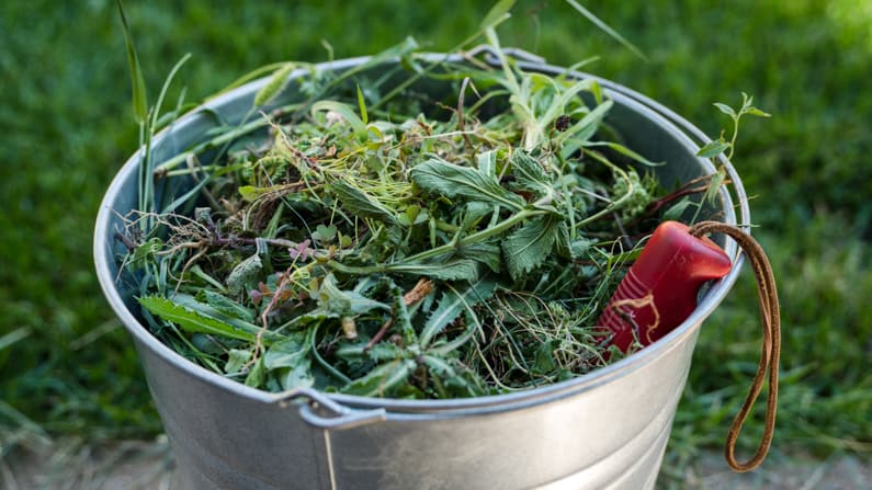 a bucket full of pulled weeds