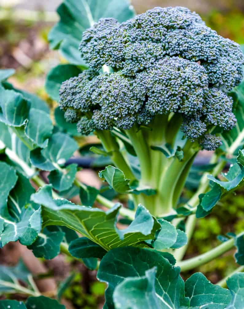 broccoli growing in a home garden