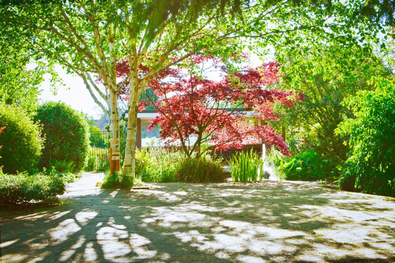 dappled shade in a garden