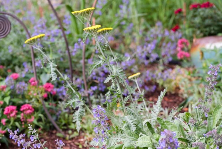 What is Full Sun, Partial Sun, and Part Shade? (How to Grow Happy Plants)