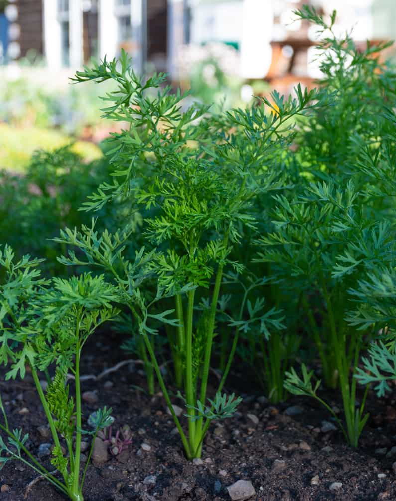young carrots growing in a vegetable garden